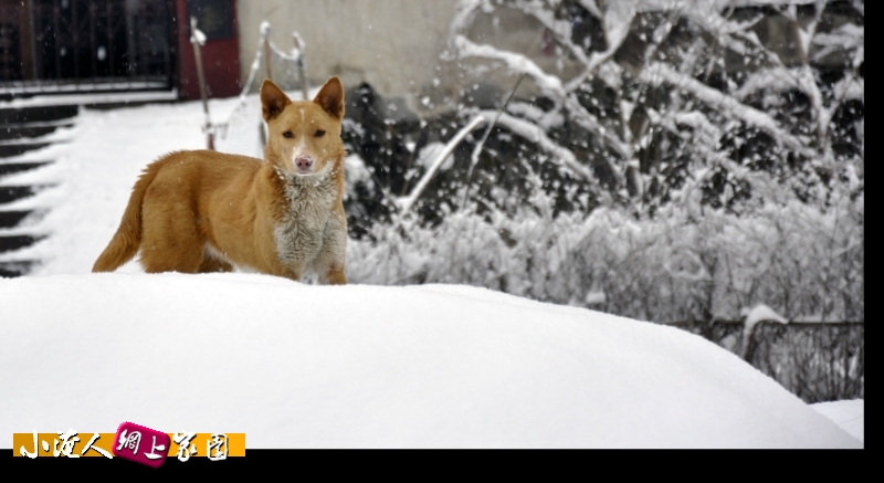 雪中犬.jpg